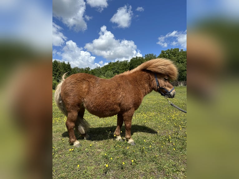 Shetland Ponys Stute 7 Jahre 83 cm Fuchs in Wacken
