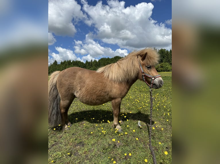 Shetland Ponys Stute 7 Jahre 83 cm Fuchs in Wacken