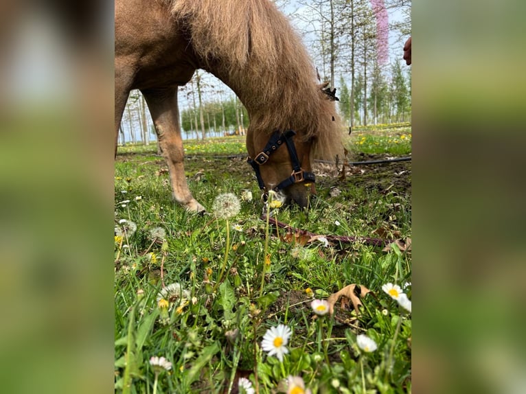Shetland Ponys Stute 7 Jahre 90 cm Fuchs in Nettetal