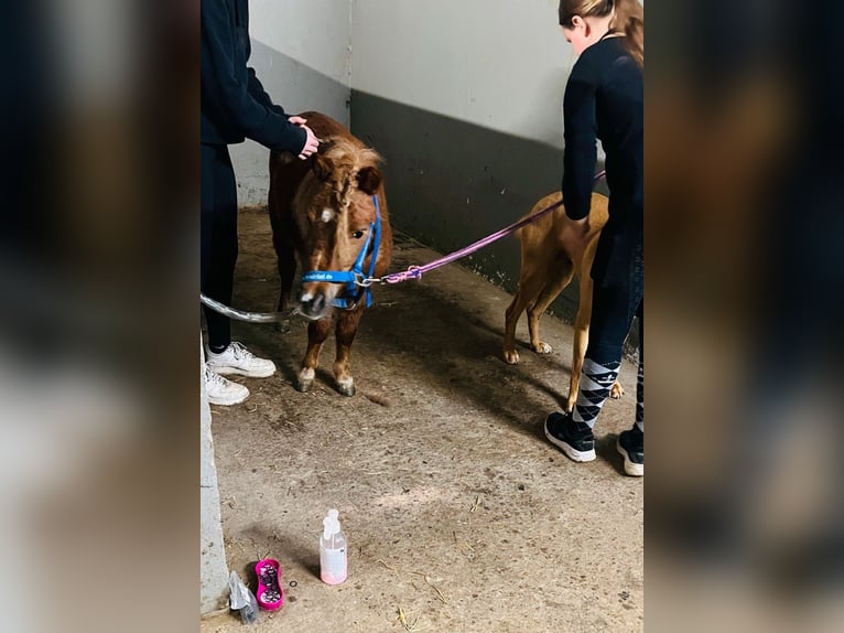 Shetland Ponys Stute 7 Jahre 90 cm Fuchs in Nettetal