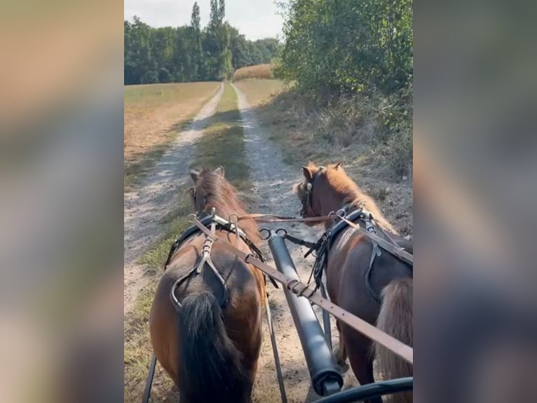 Shetland Ponys Stute 7 Jahre 90 cm Fuchs in Nettetal