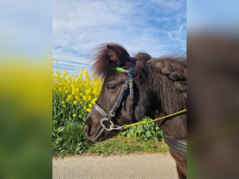 Shetland Ponys Stute 7 Jahre 94 cm Rappe in Heinsberg