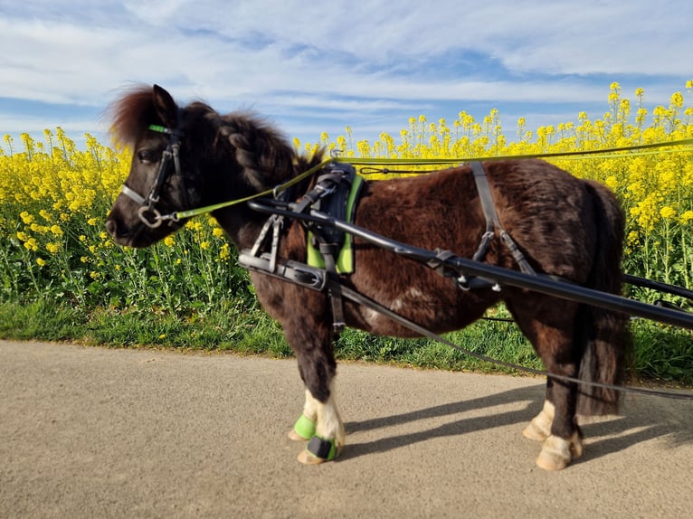 Shetland Ponys Stute 7 Jahre 94 cm Rappe in Heinsberg