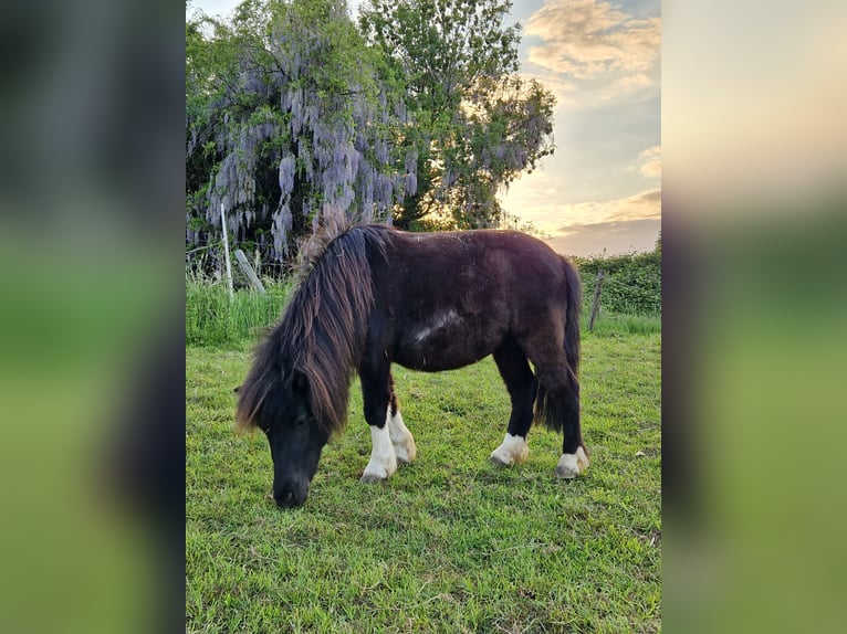 Shetland Ponys Stute 7 Jahre 94 cm Rappe in Heinsberg