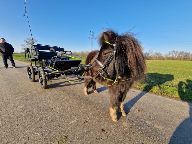 Shetland Ponys Stute 7 Jahre 94 cm Rappe in Heinsberg