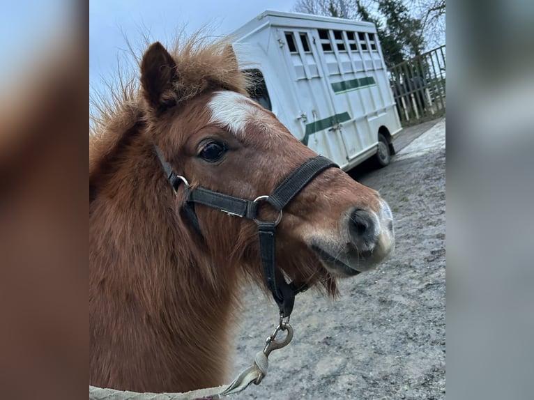 Shetland Ponys Stute 8 Jahre 100 cm Fuchs in Genêts