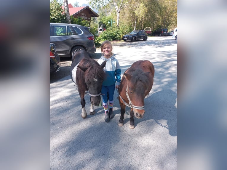Shetland Ponys Stute 8 Jahre 100 cm Schecke in Kirchdorf in Tirol
