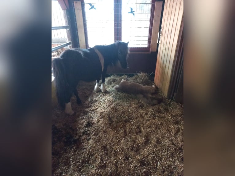 Shetland Ponys Stute 8 Jahre 100 cm Schecke in Kirchdorf in Tirol