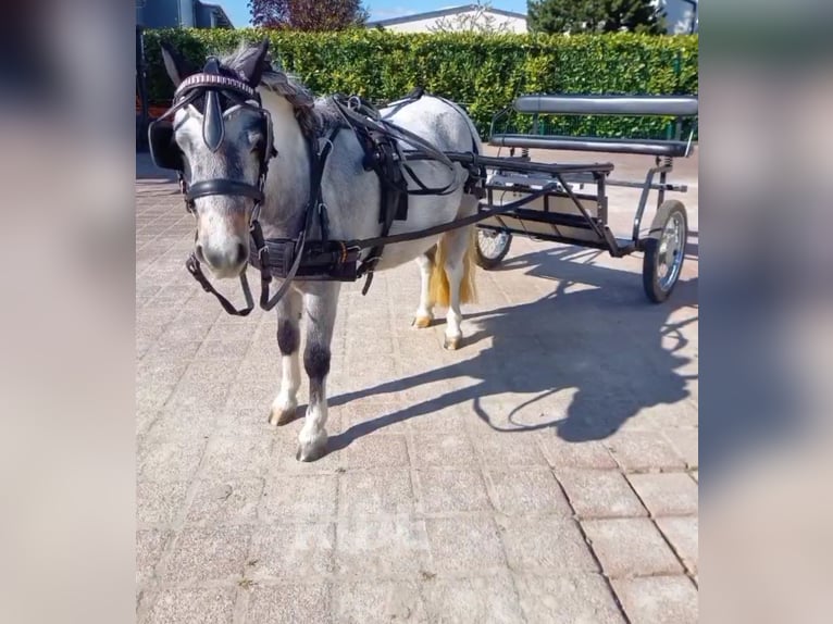 Shetland Ponys Stute 8 Jahre 100 cm Schimmel in Endingen am Kaiserstuhl