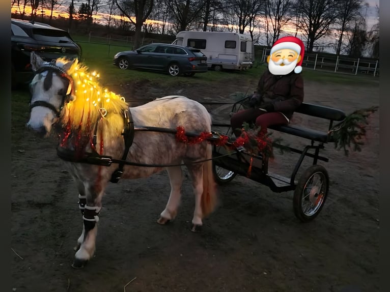 Shetland Ponys Stute 8 Jahre 100 cm Schimmel in Endingen am Kaiserstuhl