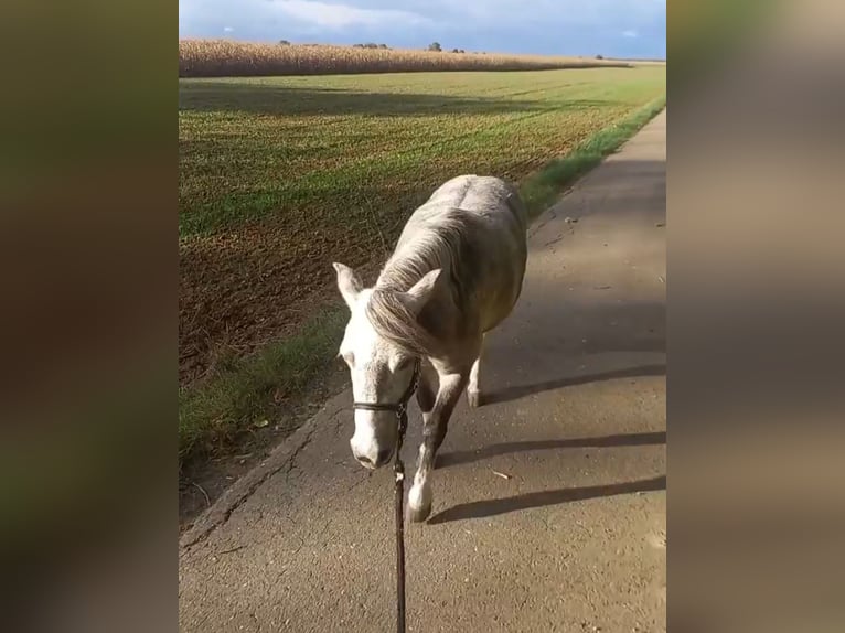 Shetland Ponys Stute 8 Jahre 100 cm Schimmel in Endingen am Kaiserstuhl