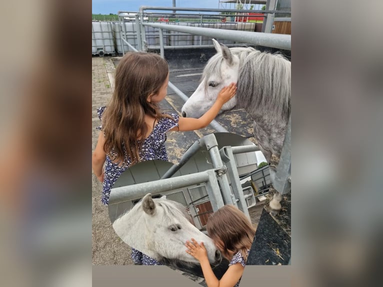 Shetland Ponys Stute 8 Jahre 100 cm Schimmel in Endingen am Kaiserstuhl