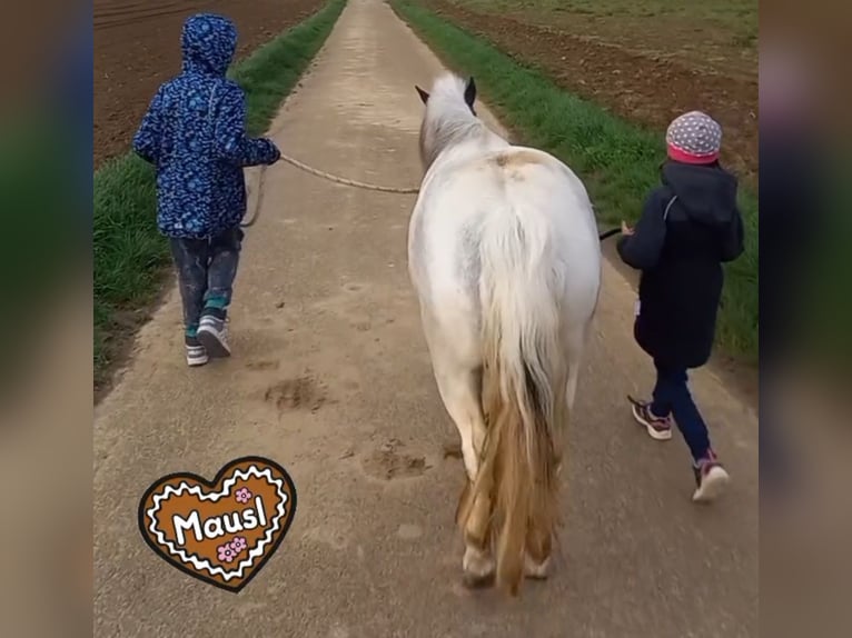 Shetland Ponys Stute 8 Jahre 100 cm Schimmel in Endingen am Kaiserstuhl