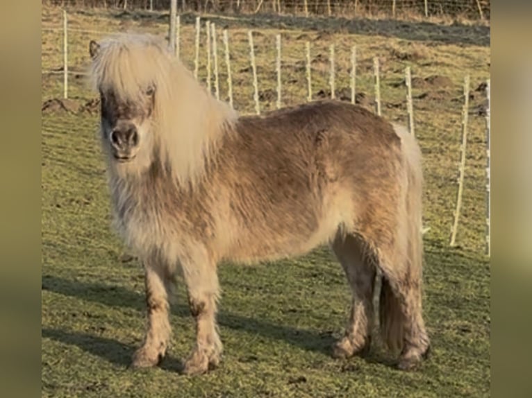 Shetland Ponys Stute 8 Jahre 104 cm  in Elsdorf-Westermühlen
