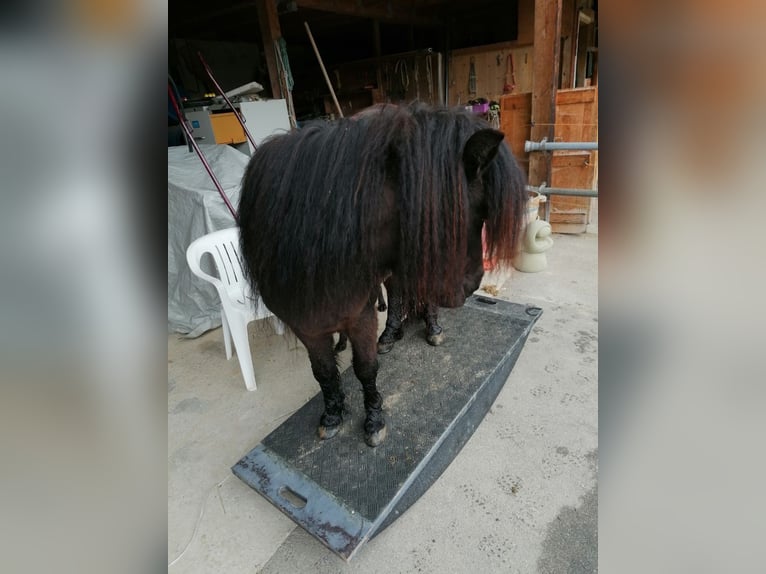 Shetland Ponys Stute 8 Jahre 105 cm Dunkelbrauner in Escholzmatt