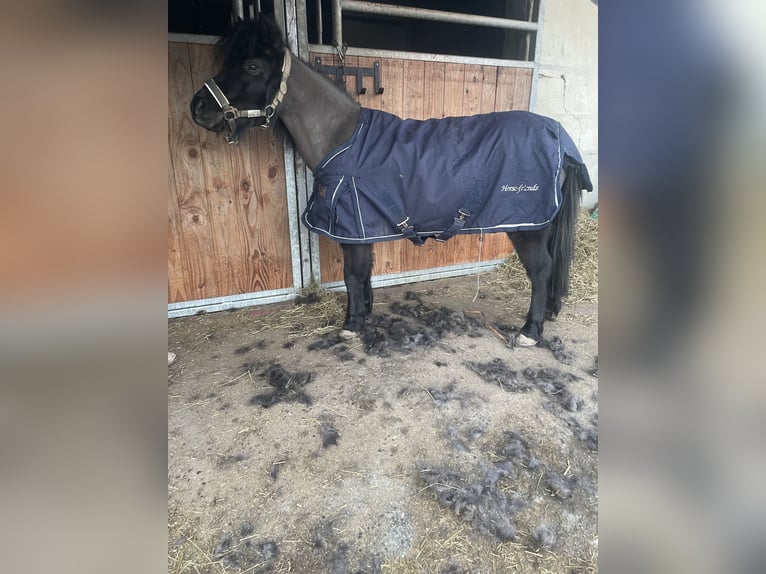 Shetland Ponys Stute 8 Jahre 105 cm Rappe in Bad Wurzach