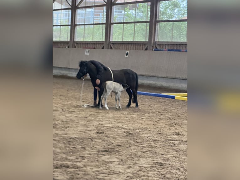 Shetland Ponys Stute 8 Jahre 105 cm Rappe in Bad Wurzach