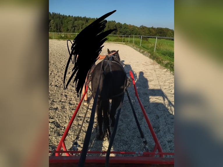 Shetland Ponys Stute 8 Jahre 105 cm Rappe in Bad Wurzach