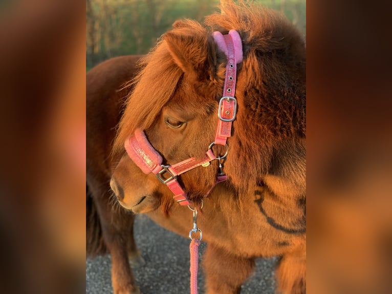 Shetland Ponys Stute 8 Jahre 106 cm Dunkelfuchs in Berltsum