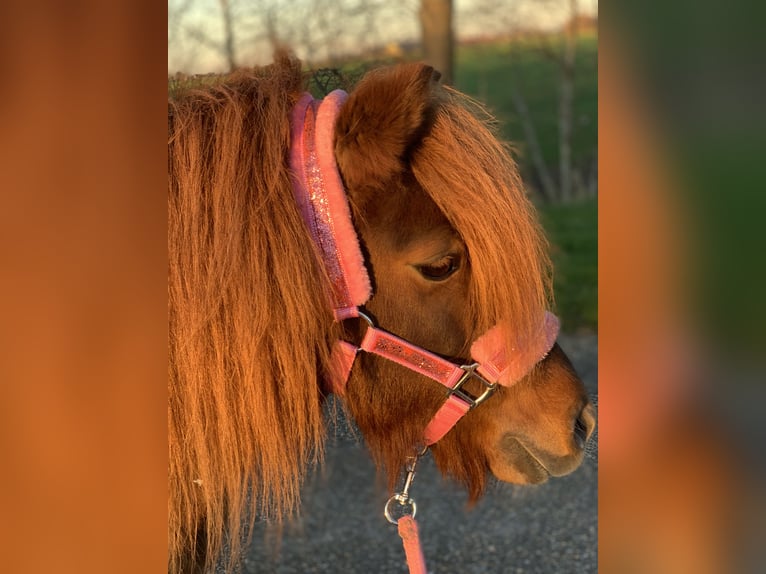 Shetland Ponys Stute 8 Jahre 106 cm Dunkelfuchs in Berltsum