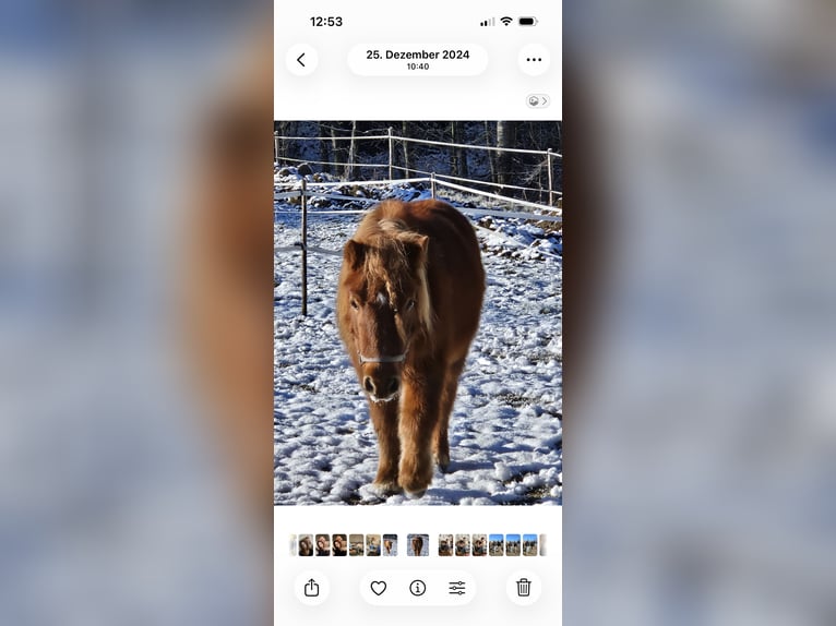 Shetland Ponys Stute 8 Jahre 108 cm Fuchs in Leutkirch im Allgäu