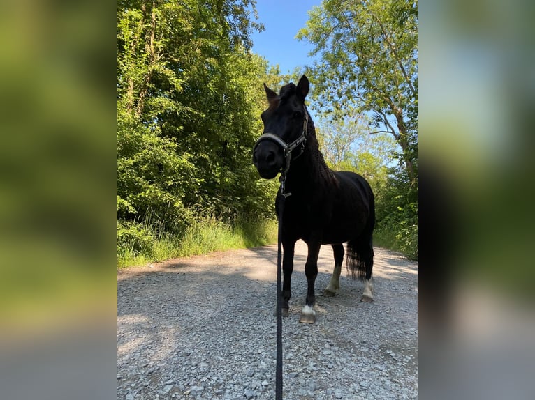 Shetland Ponys Mix Stute 8 Jahre 110 cm Schecke in Hönow