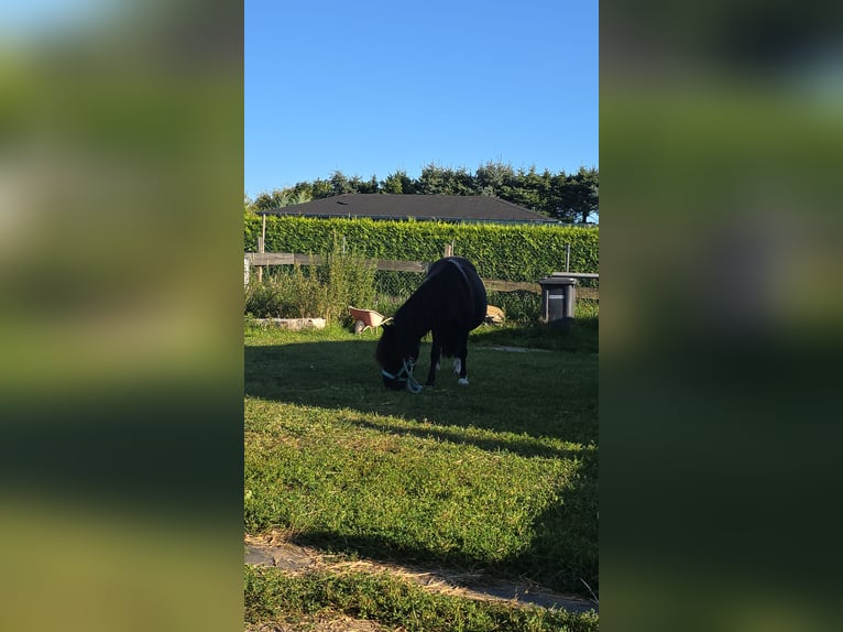 Shetland Ponys Mix Stute 8 Jahre 110 cm Schecke in Hönow