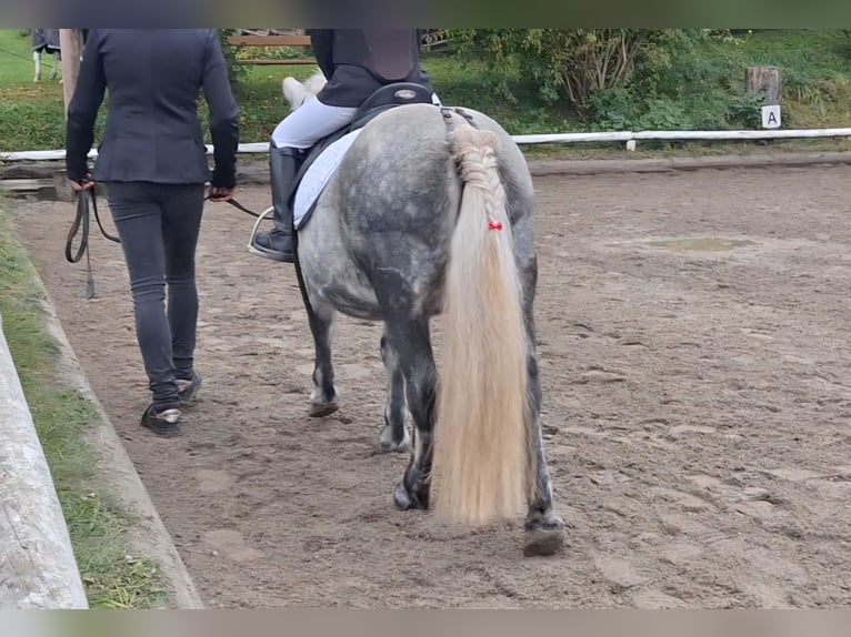 Shetland Ponys Stute 8 Jahre 110 cm Schimmel in Thannhausen