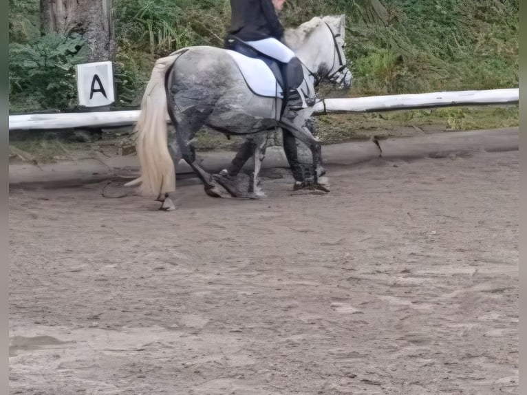 Shetland Ponys Stute 8 Jahre 110 cm Schimmel in Thannhausen