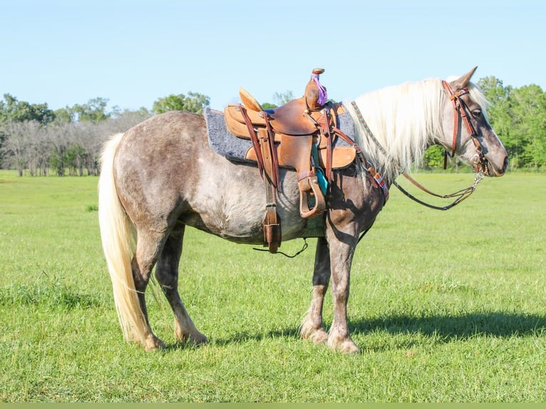 Shetland Ponys Stute 8 Jahre 112 cm in Wells, TX