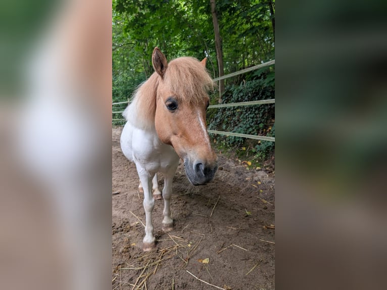 Shetland Ponys Stute 8 Jahre 115 cm Schecke in Berlin