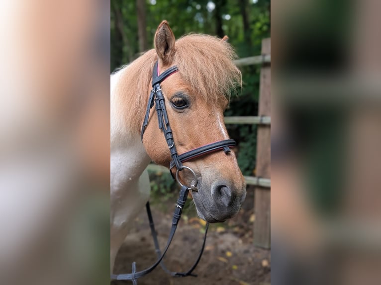 Shetland Ponys Stute 8 Jahre 115 cm Schecke in Berlin