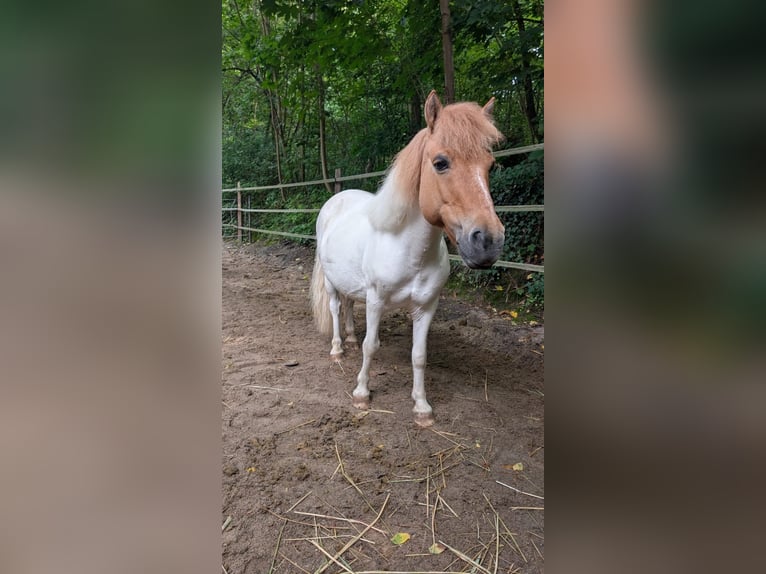 Shetland Ponys Stute 8 Jahre 115 cm Schecke in Berlin