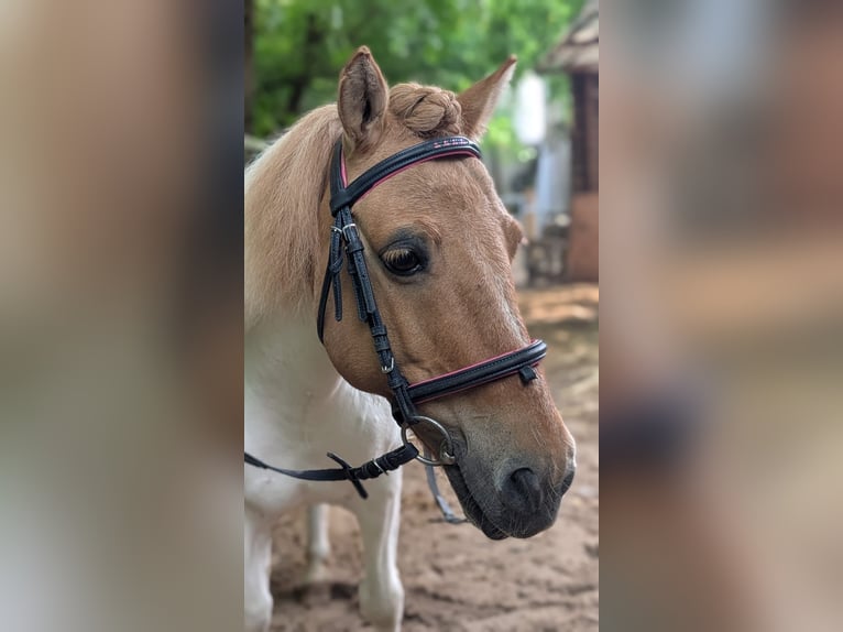 Shetland Ponys Stute 8 Jahre 115 cm Schecke in Berlin