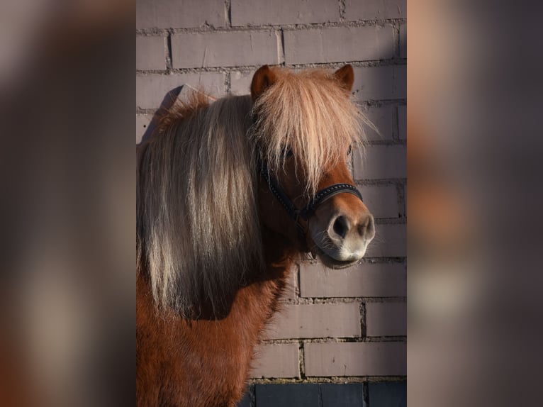 Shetland Ponys Stute 8 Jahre 117 cm Fuchs in Achtmaal