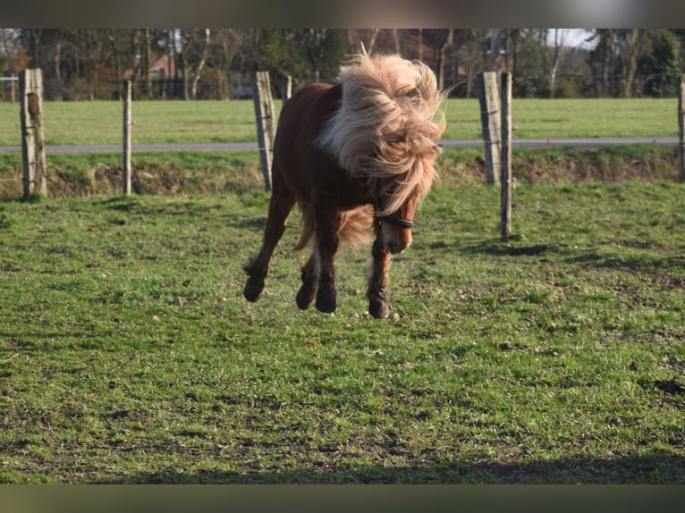 Shetland Ponys Stute 8 Jahre 117 cm Fuchs in Achtmaal