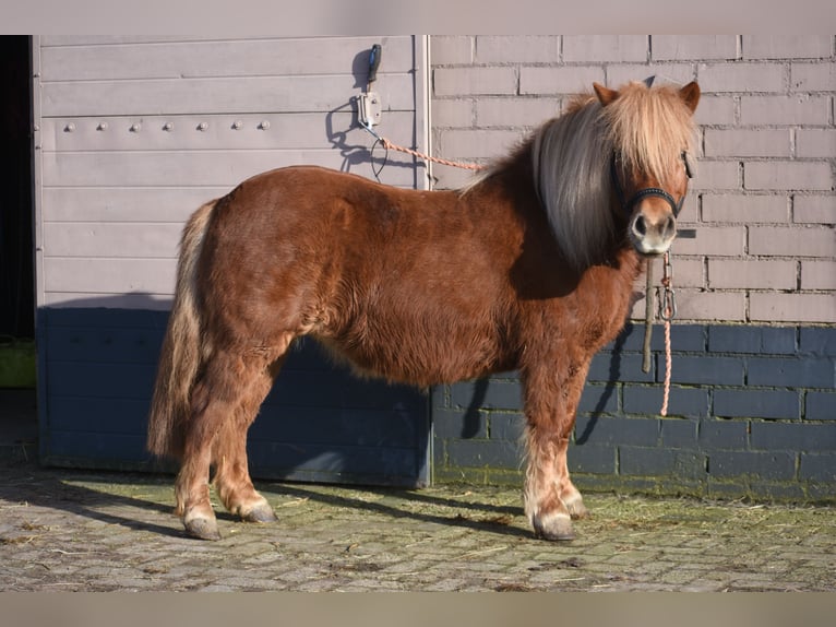 Shetland Ponys Stute 8 Jahre 117 cm Fuchs in Achtmaal