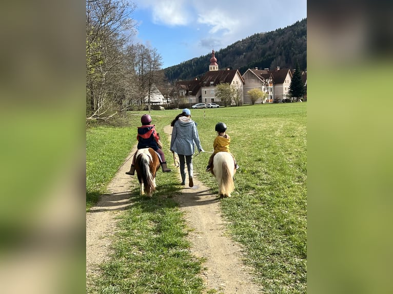 Shetland Ponys Stute 8 Jahre 85 cm Schecke in Hofst&#xE4;tten