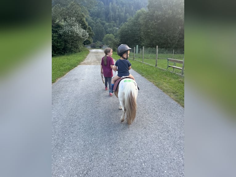 Shetland Ponys Stute 8 Jahre 85 cm Schecke in Hofst&#xE4;tten