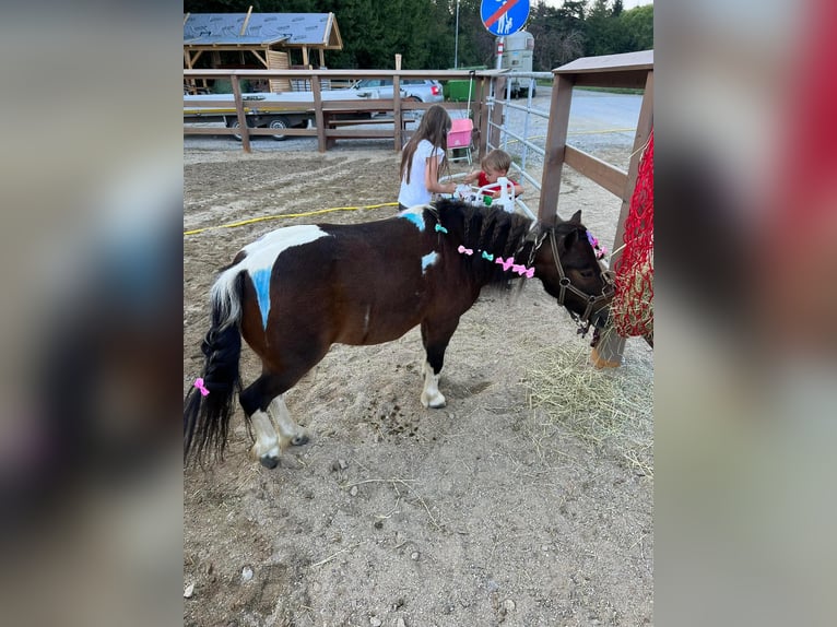 Shetland Ponys Stute 8 Jahre 85 cm Schecke in Hofst&#xE4;tten