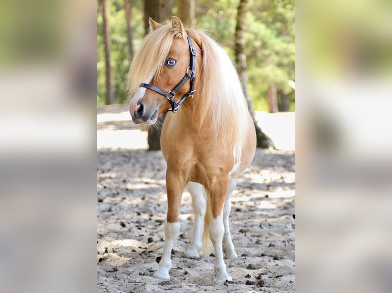 Shetland Ponys Stute 8 Jahre 85 cm Schecke in Grave