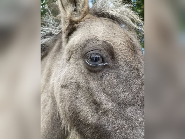 Shetland Ponys Stute 8 Jahre 85 cm Schecke in Grave