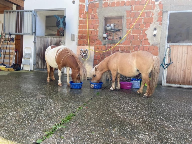 Shetland Ponys Stute 8 Jahre 85 cm Schecke in Allerheiligen im M&#xFC;hlkreis