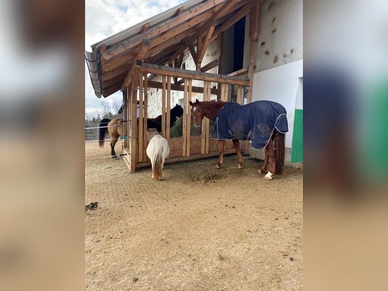 Shetland Ponys Stute 8 Jahre 85 cm Schecke in Allerheiligen im M&#xFC;hlkreis