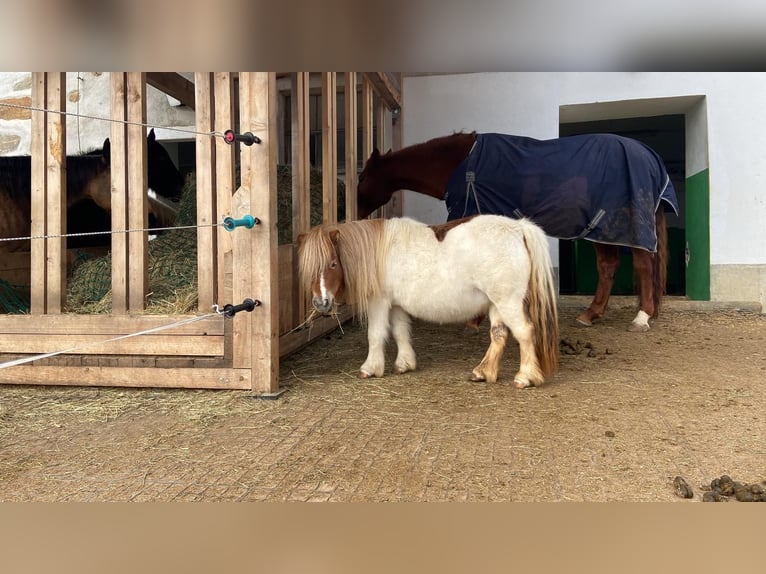 Shetland Ponys Stute 8 Jahre 85 cm Schecke in Allerheiligen im M&#xFC;hlkreis