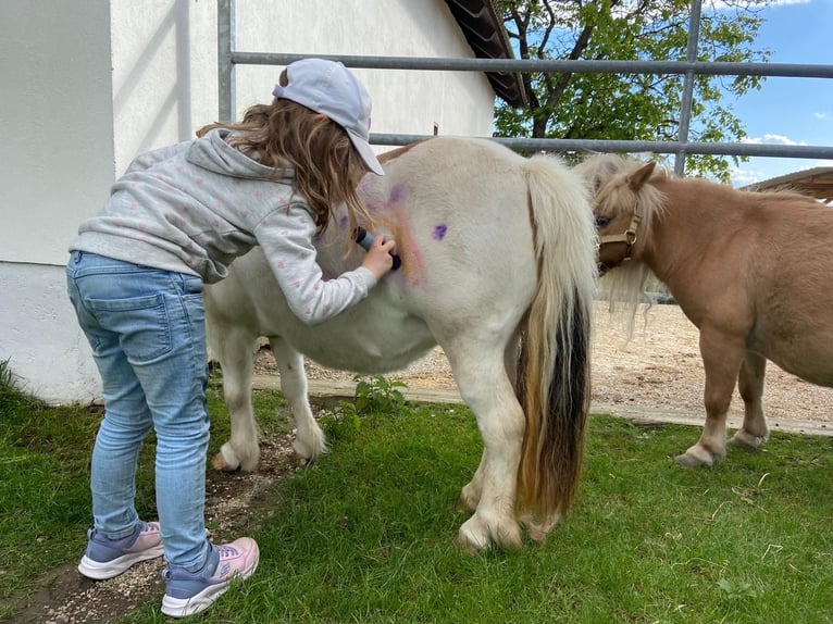 Shetland Ponys Stute 8 Jahre 85 cm Schecke in Allerheiligen im M&#xFC;hlkreis