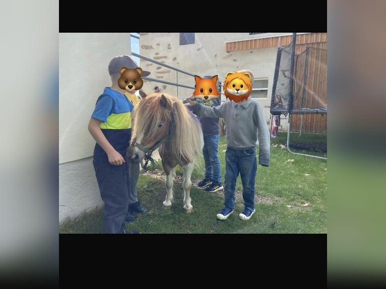 Shetland Ponys Stute 8 Jahre 85 cm Schecke in Allerheiligen im M&#xFC;hlkreis