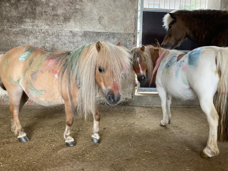 Shetland Ponys Stute 8 Jahre 85 cm Schecke in Allerheiligen im M&#xFC;hlkreis