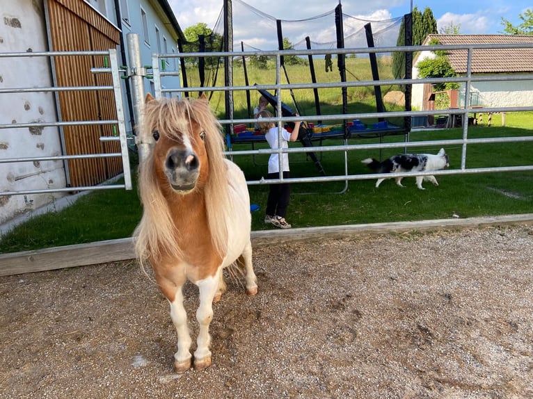 Shetland Ponys Stute 8 Jahre 85 cm Schecke in Allerheiligen im M&#xFC;hlkreis