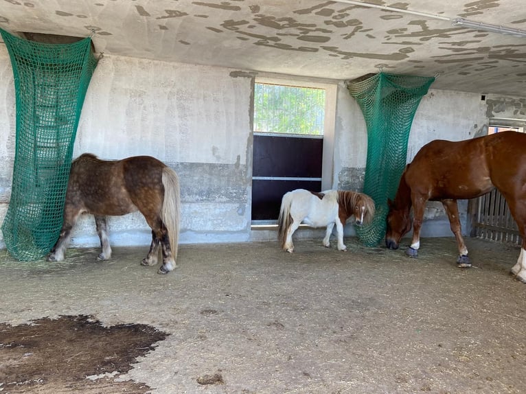 Shetland Ponys Stute 8 Jahre 85 cm Schecke in Allerheiligen im M&#xFC;hlkreis
